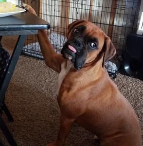 Meet your Posher, Amber